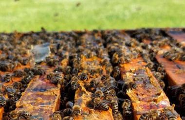 Zašto je med iz ove bh. općine poseban? Prve košnice bile su od stabla, a med se dobiva na poseban način